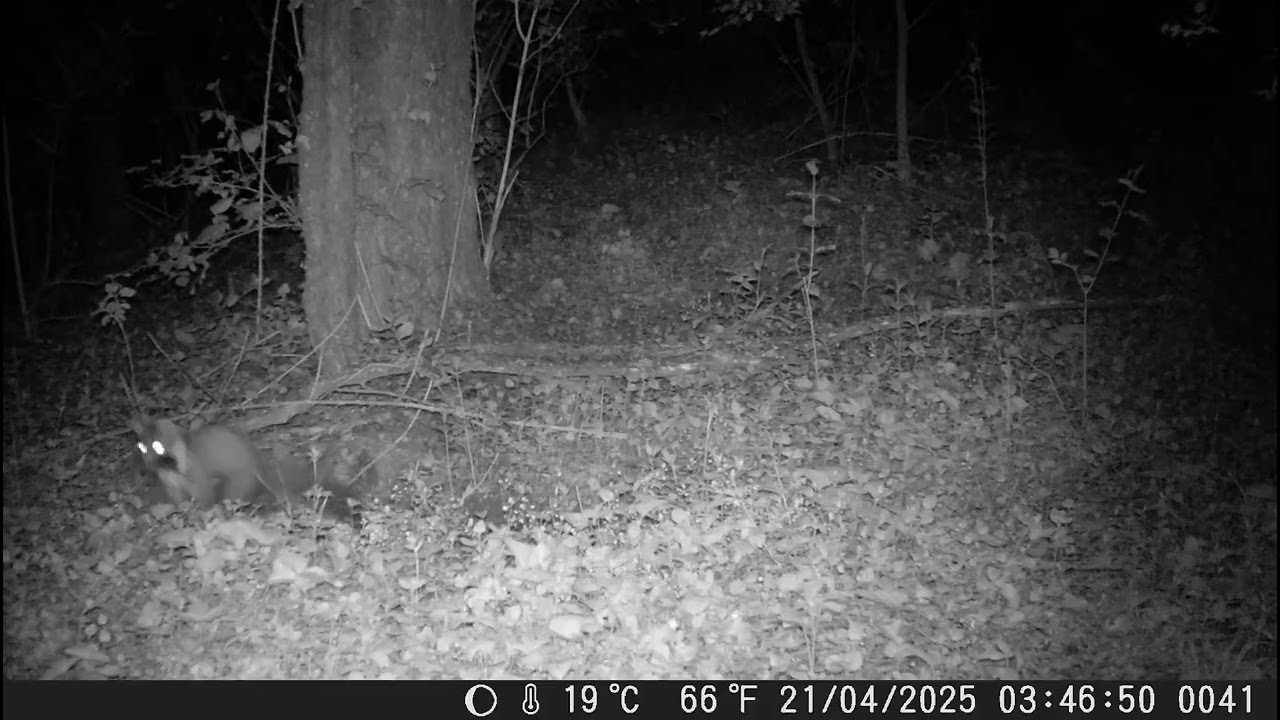 Scènes de prédation par une martre des pins