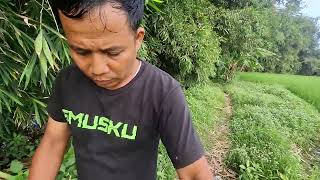 Download Lagu Aktifitas pagi di pondok hutan setelah sekian lama MP3