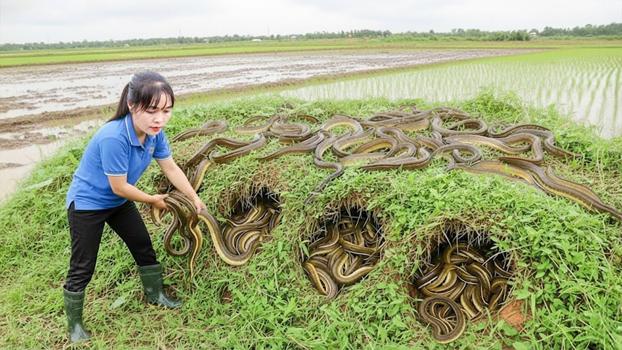 Como Capturei Muitas Enguias-Rei Sob Camadas Profundas de Lama e Levei ao Mercado – Vida Selvagem