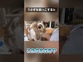 たれ耳うさぎを抱っこしたママの末路 #うさぎ #bunny #ホーランドロップ #ロップイヤー #shorts