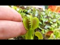 Хищное растение Венерина Мухоловка. Красивые мутации. Carnivorous plant Dionaea. Мухоловка Flytrap