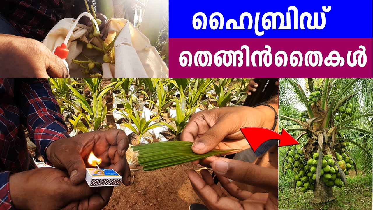 HYBRID തെങ്ങിന്‍ തൈകള്‍ ഉത്പാദനവും വിതരണവും