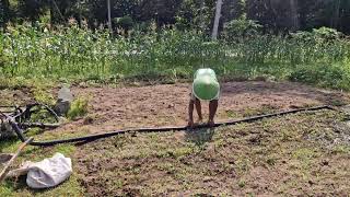 SMART WATERING SYSTEM PREPARATION FOR MAXIMUM SPINACH GROWTH - Agriculture Farming