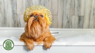Dog Bath Music🐶Anxiety, psychological stability music, stress relief music🎵Puppy's favorite music. by My Pet Music 16,713 views 9 months ago 9 hours, 17 minutes