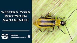 Western Corn Rootworm Management by Utah State University Extension 119 views 2 months ago 4 minutes, 28 seconds