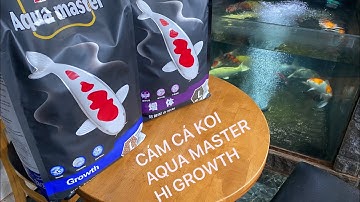 CÁM CÁ KOI AQUA MASTER || CÁ KOI VLOG TRẦN ĐỨC CƯỜNG