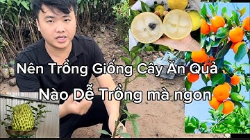 Top 10 giống cây ăn quả miền bắc, tư vấn cây dễ trồng, ngon, nhanh ra quả, thu quanh năm