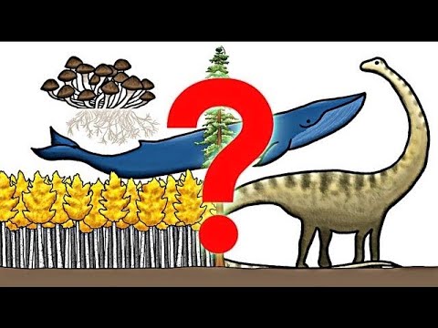 ვიდეო: რა იყო პირველი ორგანიზმი დედამიწაზე?