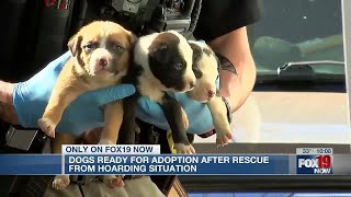 Nearly two dozen dogs rescued from Addyston hoarding situation in better health