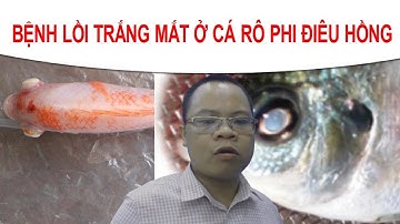 Bệnh Lồi Mắt Trắng Mắt Cá Rô Phi, Điêu Hồng Do Streptococcus