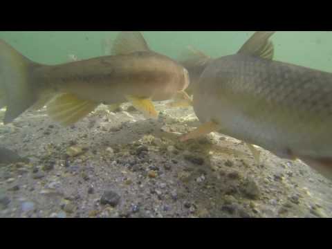 The Ultimate Guide To Sucker Fishing: Must-know Tips And Tricks