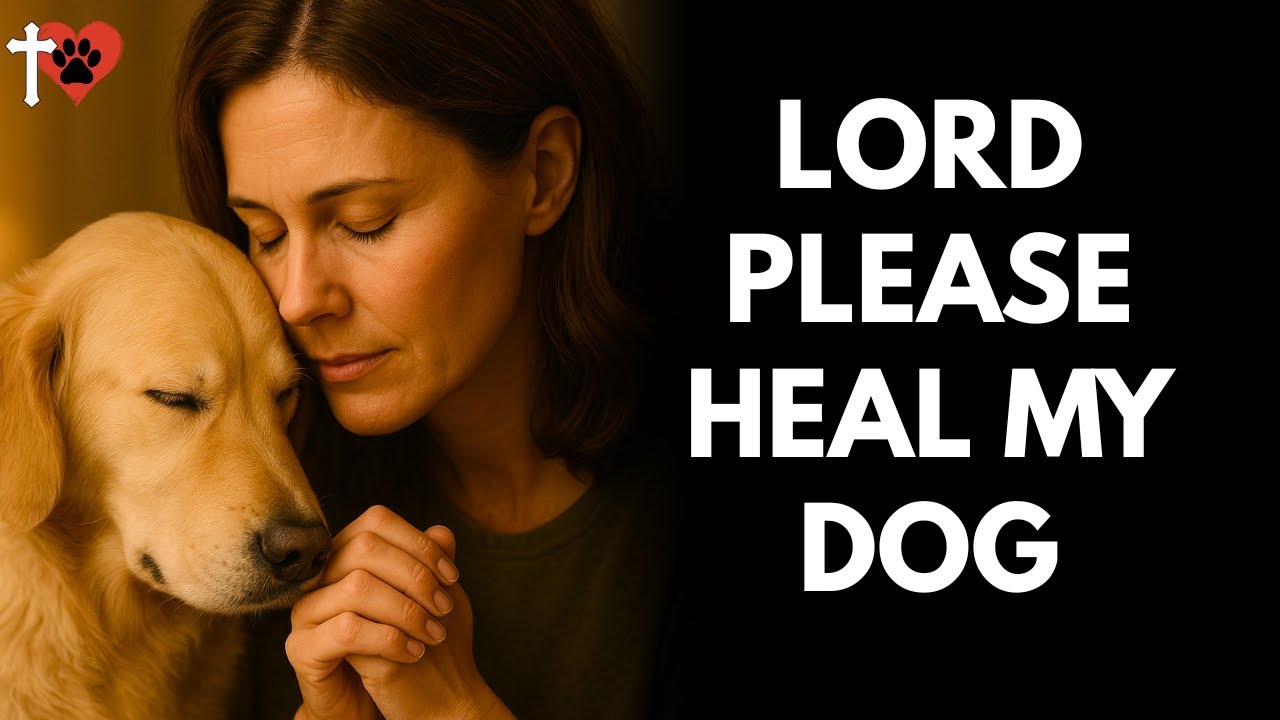 Healing Prayer for Your Sick Dog – Feel God's Comfort and Hope – prayer for dog