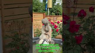 Easy propagation small backyard gardening ideas #smallbackyard  #gardening
