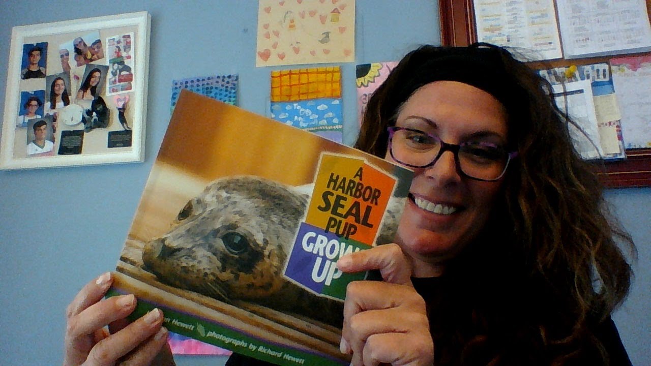 A Harbor Seal Pup Grows Up 4/30 YouTube