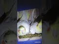 Subscribe....#breeding #birds #indoorbreeding #subscribe #lovebirds #cockatiel #like