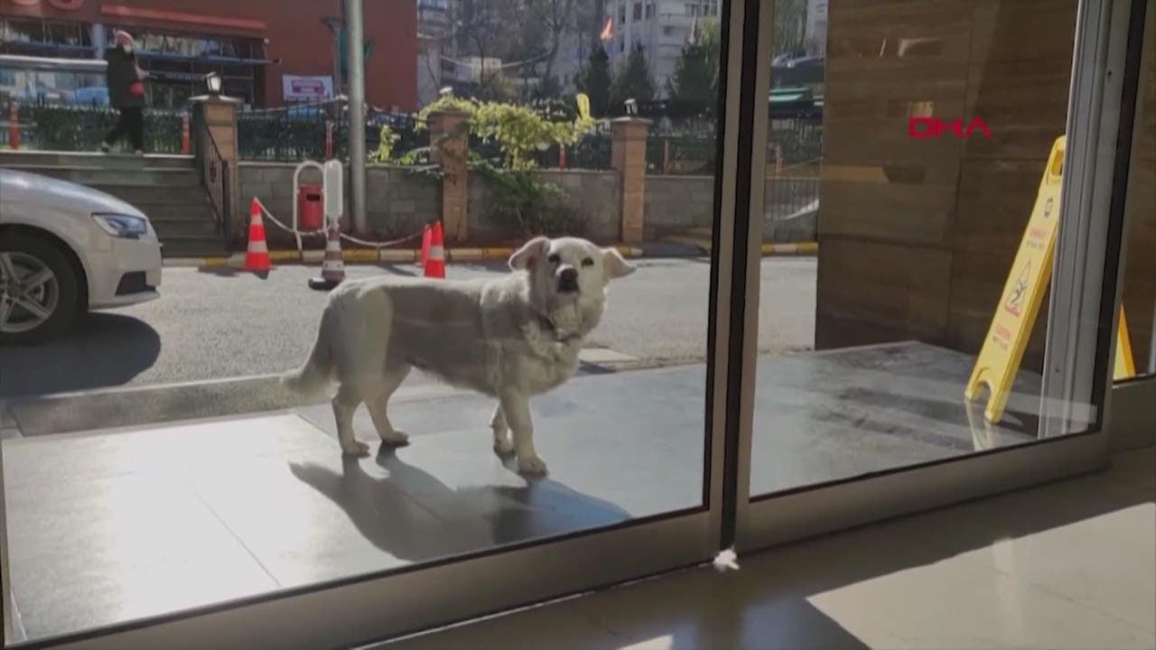 Faithful dog sits outside hospital every day waiting for her owner