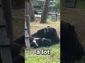 Who would nibble their friend’s ear? Rescued moon bears!