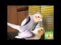 تحفيز طيور الكروان الكوكتيل على التزاوج من بعد سماع هذا المقطع المميز🐦Motivating budgies to mate