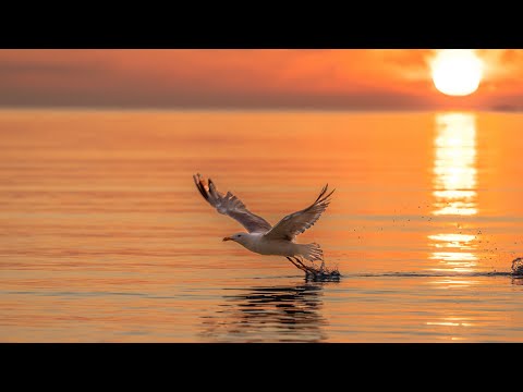 Nino Katamadze- sait mifrinaven toliebi/ნინო ქათამაძე -საით მიფრინავენ თოლიები