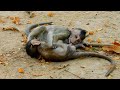 Haha babies monkey happy playing and make fun together please relax stress with this clip