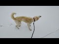 【雑種犬16歳】雨は嫌いだけど雪は大好きな老犬