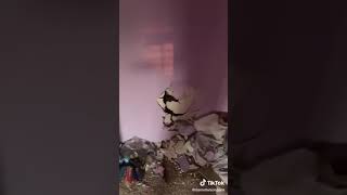 Daniel Larson PUTS HOLES IN SERVICE HOUSE #daniellarson #lolcow