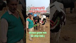 छपिया पशुमंडी गोरखपुर उत्तरप्रदेश की शानदार दुधारू गाय का जोड़ा देखे। #cow #cows #buffalo #baffalo