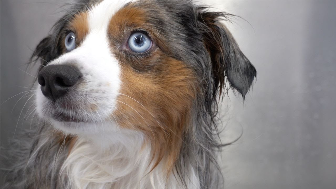 A beautiful Aussie with a peppy Pomeranian