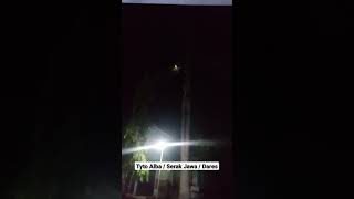 Burung hantu Serak Jawa / Dares / Tyto Alba sedang meloloh anaknya, mampir di depan rumah