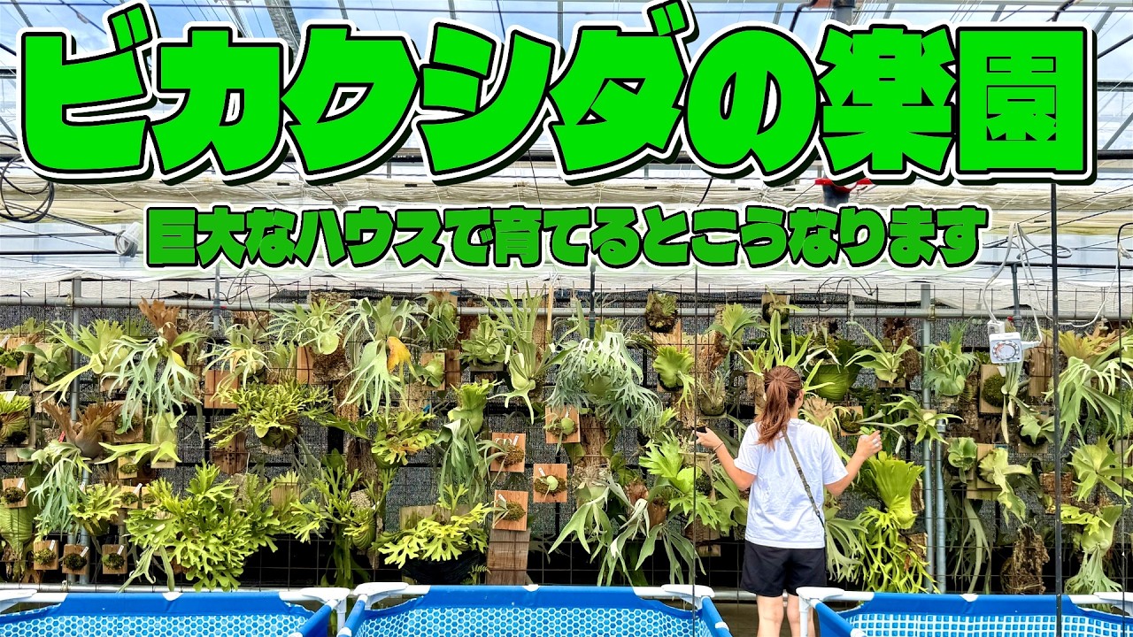 【ビカクシダ】巨大ビカクシダハウスに潜入！（丸長さんの本気ビカクシダが凄すぎる）