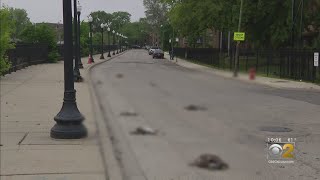 Witnesses Say Man Plowed Over Family Of Geese In His Jaguar, Killing Them