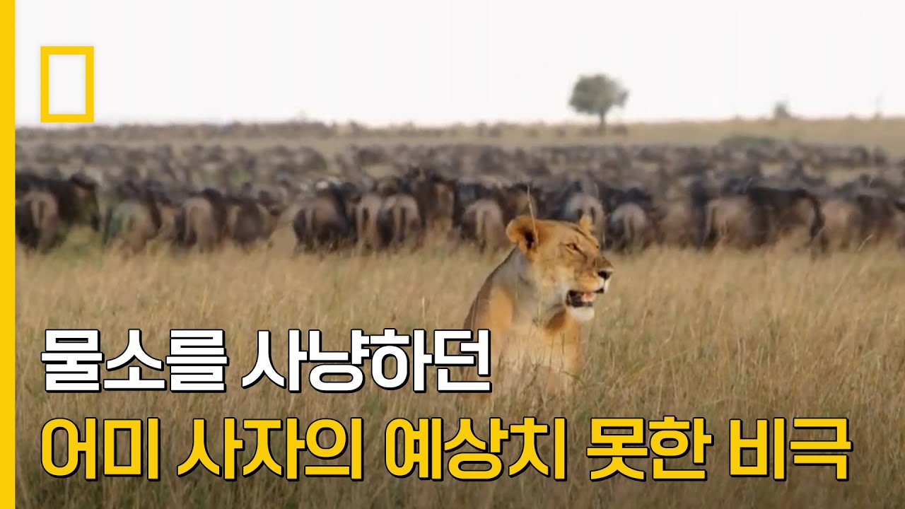 ⁣물소를 사냥하던 어미 사자에게 찾아온 예상치 못한 비극