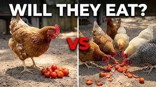 Chickens vs Tomatoes - Will They Eat Them? Chickens Eating Tomatoes