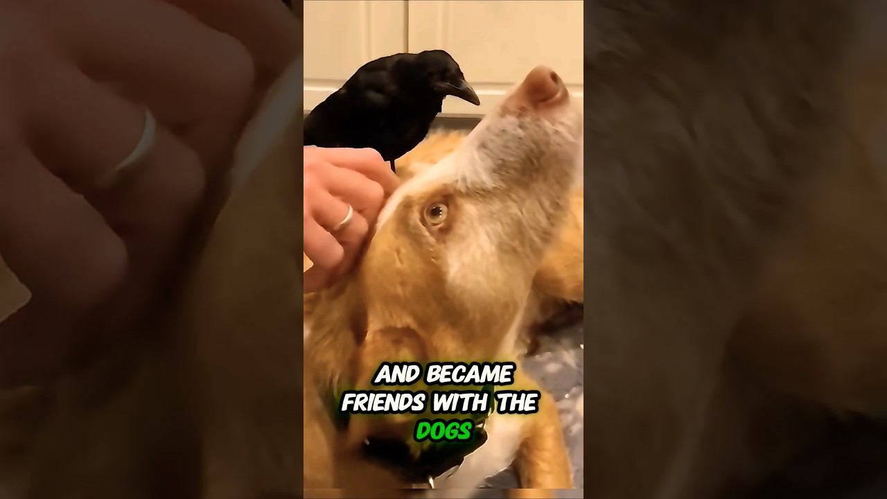These dogs rescued an injured crow and what happened next was unbelievable 