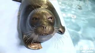 Niko The Seal Dancing