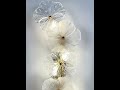 VAXLAMP Decorative Glass Flower Wall Sconce Light