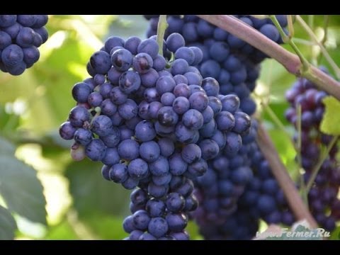 140 сортов винограда на участке у Николая Сергеева. г. Южноуральск