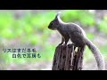 里山のリス 冬毛から夏毛へ 里山のリス 冬毛から夏毛へ