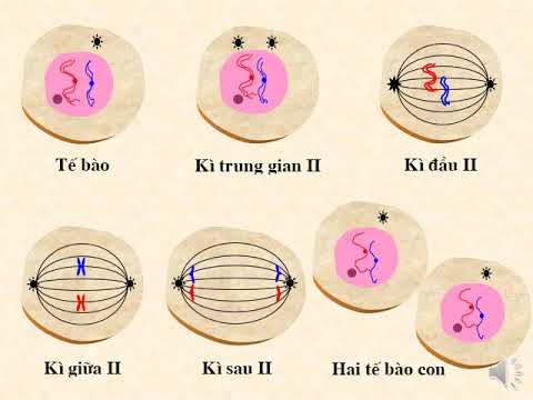 Sinh học 9 - Bài 10: Giảm phân