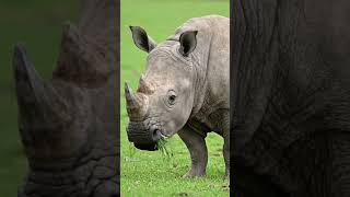 Rhinoceros | The Daily Diet of a Rhino at the Wildlife Reserve @Pasavah