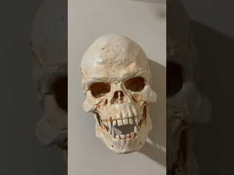 Life Star Wars Wookiee Skull Wall mount