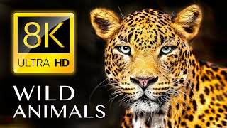 WILD ANIMALS 8K ULTRA HD