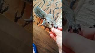 Petee Can Be Spoiled As Well