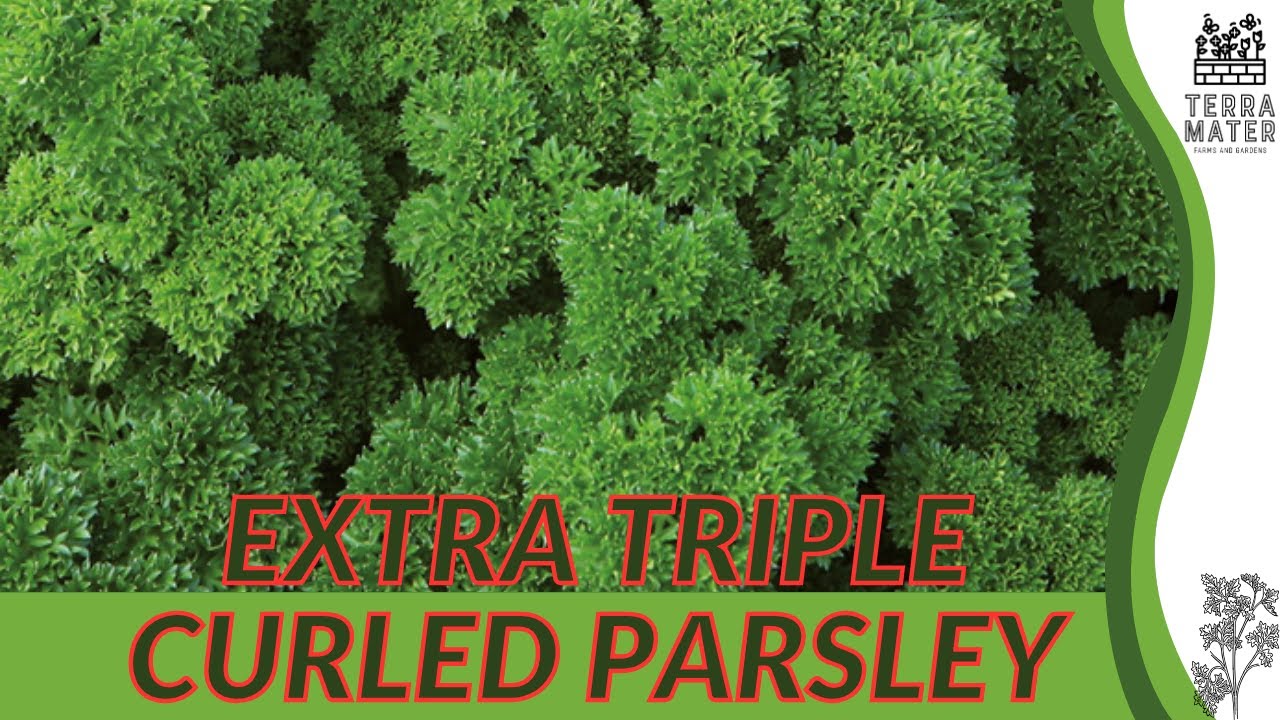 EXTRA TRIPLE CURLED PARSLEY (Petroselinum crispum) Culinary Elegance in Your Herb Garden YouTube