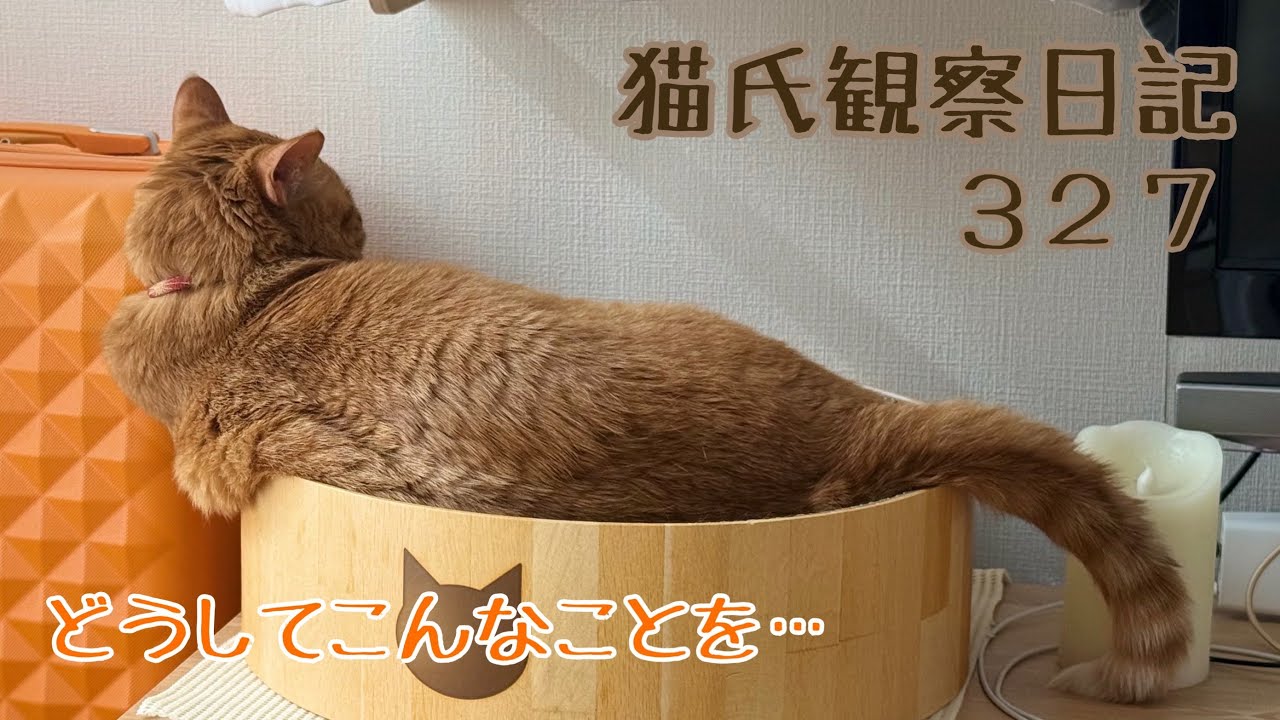 Announcement] Ku-chan will have surgery [Rescue cat/kitten] - YouTube
