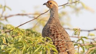 Download Lagu shikar Grey partridge video evening video fresh mood  gora titar #titar breeding starting time MP3