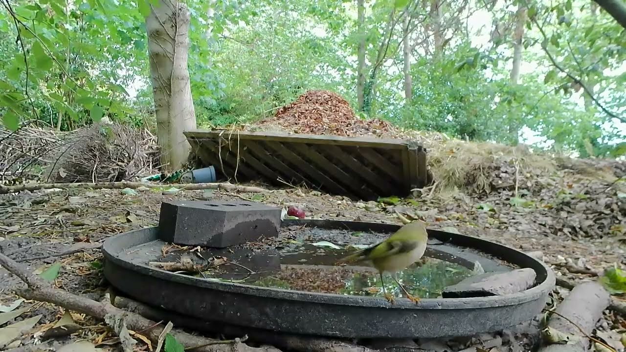 A Goldcrest visits the Bin Lid Bird Bath