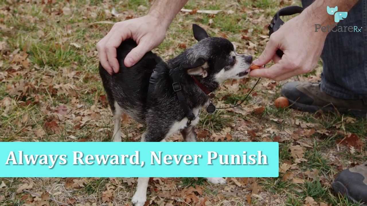 Potty Training a Puppy 6 Steps for Quick Learning YouTube