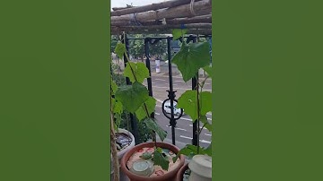 #SHORTS VƯỜN RAU CỦA U70 TRÊN TẦNG 4 Ở ĐỨC #KHANH NGUYEN CUỘC SỐNG ĐỨC