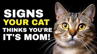 10 Signs Your Cat Thinks You're Its Mom